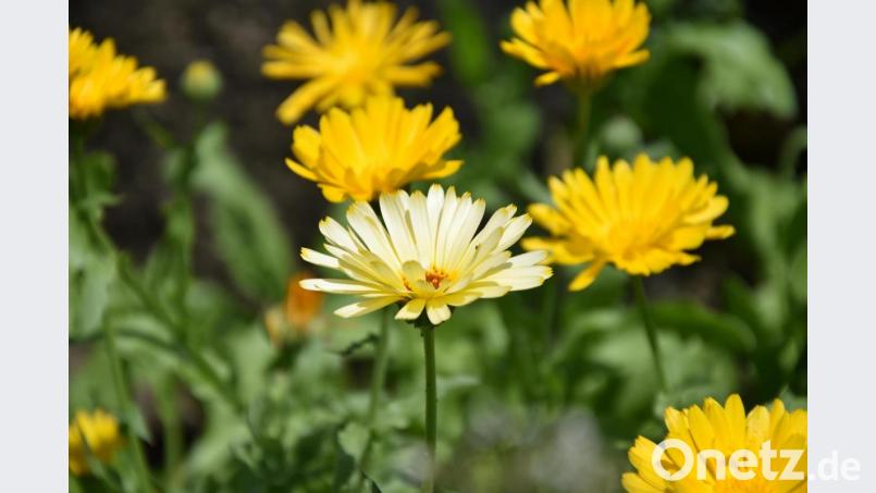 Die Ringelblume kommt verwildert in ganz Europa vor. Bild: Umweltstation Abtei Waldsassen