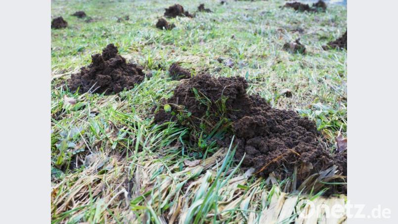 Maulwurfhügel frisch aufgeworfen: Die sind zwar optisch etwas störend, dafür gibt es Vorteile für das Ökosystem Garten. Bild: Kerstin Ellersdorfer/exb