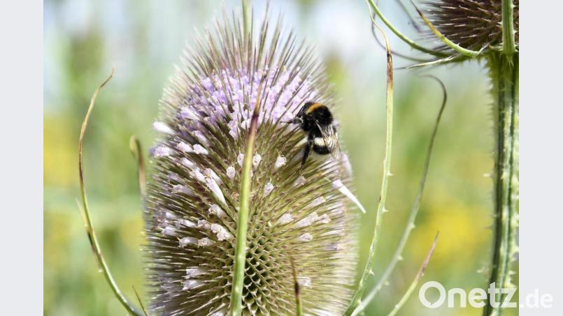 Die FDP will im Landtag das mit dem Volksbegehren &quot;Rettet die Bienen!&quot; verfügte Walzverbot für landwirtschaftlich genutzte Wiesen ab dem 15. März jedes Jahres kippen. Archivbild: Petra Hartl