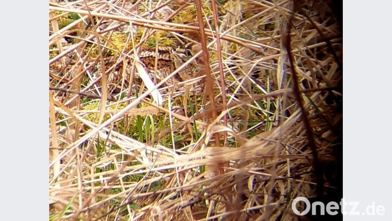 Das &quot;Suchbild&quot; von der brütenden Waldschnepfe ist am Rand der Mooslohe geglückt. Es zeigt deutlich, wie gut das Tier getarnt ist. Bild: Wolfgang Winter/exb