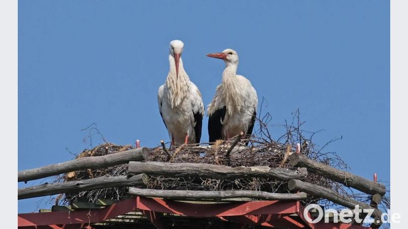 Das prächtige Storchenpaar scheint sich auf dem Storchennest beim Bauhof an der Naabbrücke schon sehr wohl zu fühlen. Bild: twi