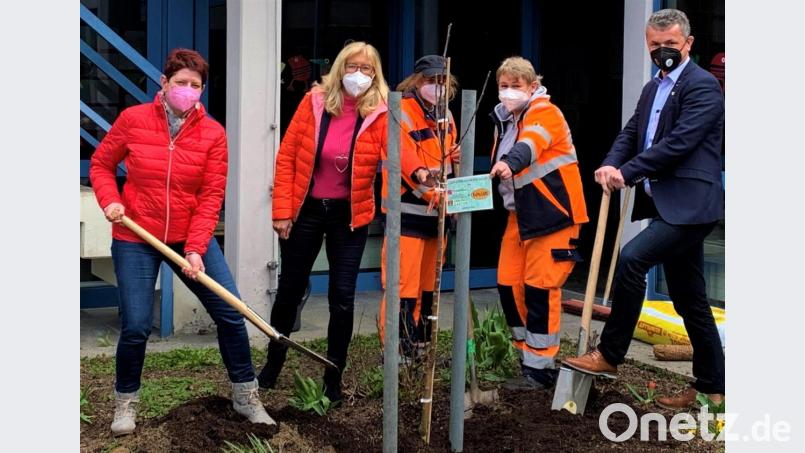 Die Bürgermeister Martin Birner (rechts) und Margit Reichl (links) pflanzten gemeinsam mit Rektorin Irene Träxler und den Stadtgärtnerinnen Anita Heimerl und Maria Mehrl den Apfelbaum im Innenhof der Mittelschule. Bild: Ulrike Meixner