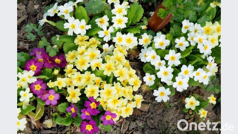 Die Primel ist, was strahlende Farben und Artenvielfalt betreffe, „ein kleiner Tausendsassa unter den Frühblühern“, sagt Tanja Götz. Auch aufgrund ihrer anspruchslosen Pflege ist sie äußerst beliebt für die Grabbepflanzung. Archivbild:  Huber