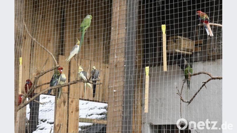 Wellensittiche, Graupapageien, Amazonen und Aras: Im Gnadenhof der Familie Jacksons leben über 50 exotische Vögel. Die Nachbarn halten den Lärm der Tiere für unerträglich. Und die Stadt Sulzbach-Rosenberg hat keine Baugenehmigung erteilt. Bild: Petra Hartl