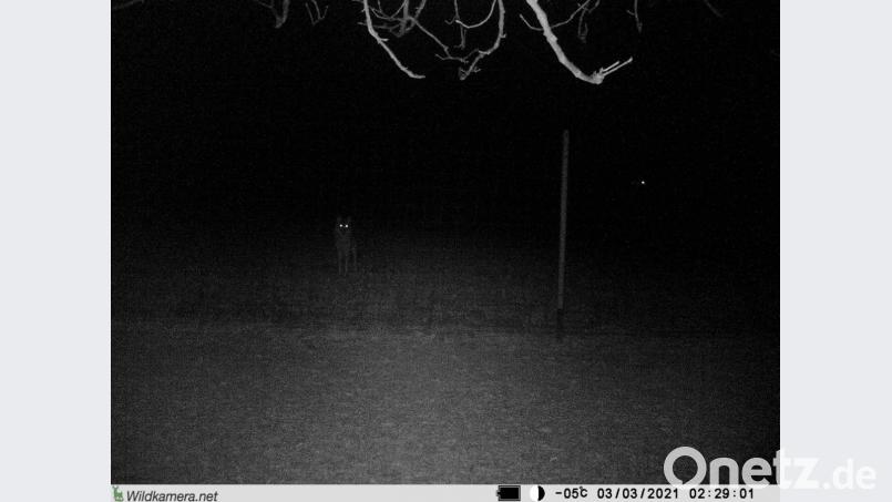 Die Aufnahme einer Wildkamera eines Wildgeheges bei Illafeld (Stadt Betzenstein) vom 3. März 2021 zeigt mit aller Wahrscheinlichkeit einen Wolf, der kurz vor dem Angriff auf das Gehege auf der Außenseite steht. Daran waren mindestens drei Wölfe beteiligt. Es ist also unklar, ob die Aufnahme das Individuum GW1968f zeigt. Archivbild: Hans Ertel/dpa