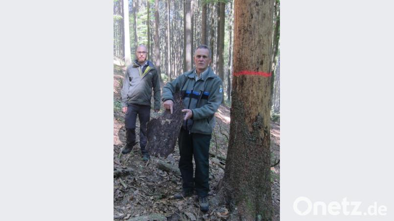 Dirk Lüder (vorne) präsentiert die abgefallene Rinde einer Fichte. Mit im Bild Borkenkäferexperte Martin Kraus. Bild: AELF/exb