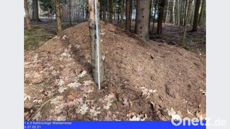 Nest der Kahlrückigen Waldameise im Naturpark Hirschwald Bild: Markus Raum