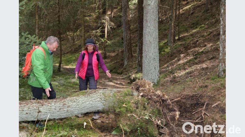 Ein Baum liegt quer über dem Weg Richtung Weihern. Die Wanderwarte Robert Reil und Renate Hüther überlegen, wo man die Motorsäge ansetzen könnte, um den Weg wieder frei zu machen. Bild: GERHARD GOETZ