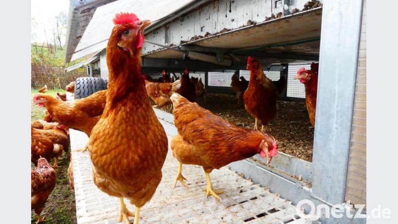 Geflügel muss im Landkreis Schwandorf weiter im Stall bleiben. Bild: ils