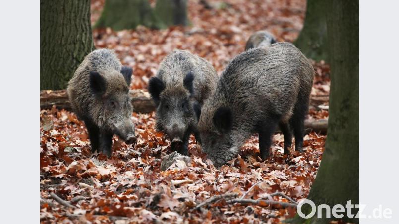 Aufgrund der Lebens- und Ernährungsgewohnheiten von Wildschweinen ist ihr Fleisch teilweise noch immer radioaktiv belastet. Symbolbild: Oliver Berg/dpa