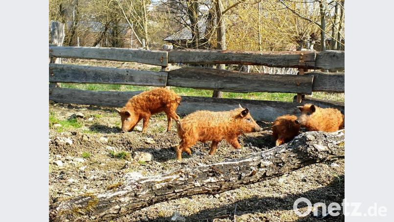 Die Wollschweine fühlen sich im Geschichtspark &quot;sauwohl&quot;. Bild: awo