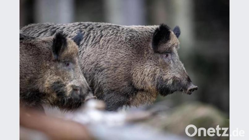 Zwei Wildschweine stehen auf einem Plateau im Wald und beobachten die Umgebung. 35 Jahre nach der Reaktor-Katastrophe im ukrainischen Tschernobyl sind Wildschweine in einigen Regionen Bayerns noch immer radioaktiv belastet. Archivbild: Lino Mirgeler/dpa