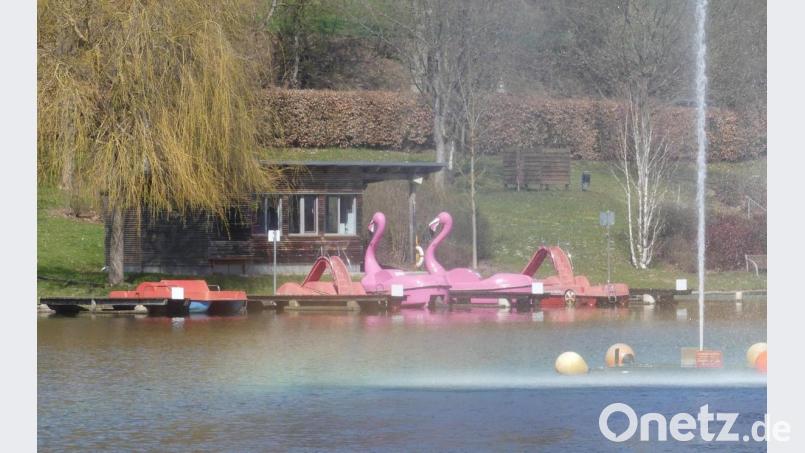 Sonne, Wasser und Flamingos vereinen sich am Rußweiher zu einer stimmungsvollen Gesamtheit. Bild: rn