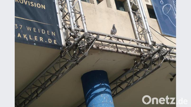 Den Viechern ist nicht beizukommen. Die Tauben fühlen sich in der Fassade des Josefshauses wohl. Bild: Kunz