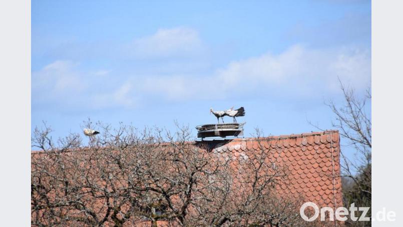 Das Storchenpaar bewacht den Horst vor dem Kollegen, der sich auch dafür interessiert. Es bleibt abzuwarten, wer sich am Ende durchsetzt und ob die Störche bleiben. Bild: Werner Rubner