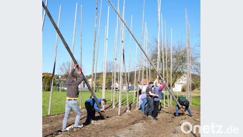 Das Aufstellen der Hopfenstangen läuft in Teamarbeit ab. Bild: no