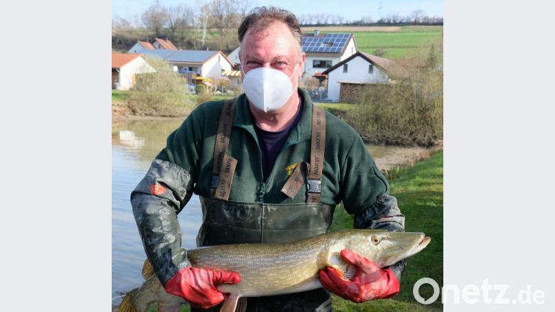 Petri-Jünger und Zaungäste gerieten beim Anblick der spektakulären Exemplare ins Schwärmen. Auch Hechte bis zu 15 Pfund schwer und bis zu einem Meter lang holte die Mannschaft um Gewässerwart Ralf Schlottke (unser Bild) aus dem Apfelbacher Weiher Bild: do