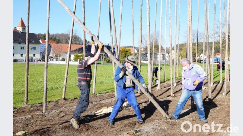 Das Aufstellen der Hopfenstangen läuft in Teamarbeit ab. Bild: no