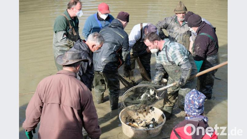 Knietief im Apfelbacher Weiher stehend leisteten die Helfer beim Abfischen ganze Arbeit Bild: do