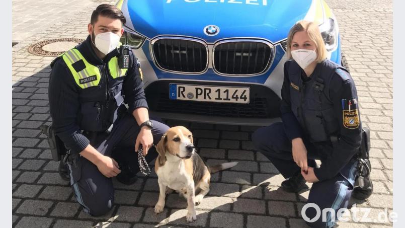 So klein und unscheinbar dieser Beagle auch aussehen mag, er hat es faustdick hinter seinen langen Ohren. Zum zweiten Mal innerhalb kurzer Zeit wurde er jetzt von der Polizei aufgegriffen. Bild: Polizeiinspektion Amberg