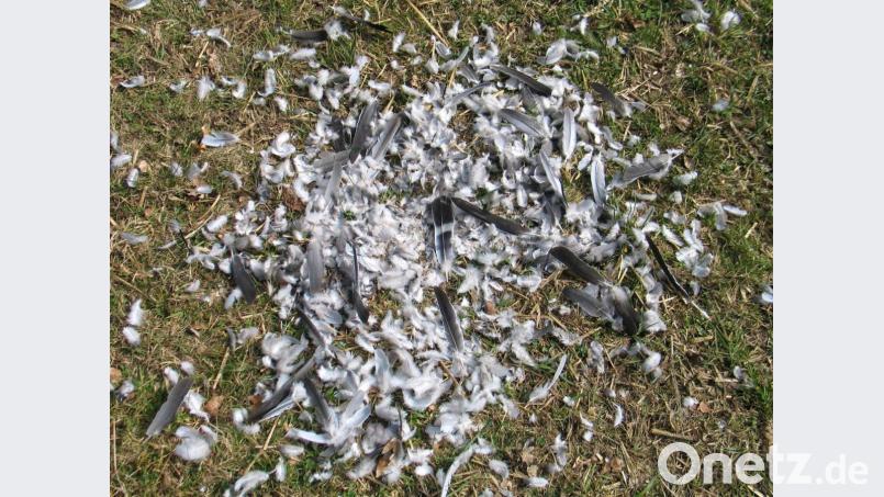 Ein Bild, das Taubenzüchter nicht gerne sehen – die Rupfstelle einer Taube. Vermutlich hinterließ hier ein Habicht seine Spuren. Habichte haben im vergangenen Jahr alleine 14 Jungvögel von Bernhard Pocker geschlagen. Bild: bkr
