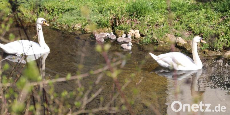 Die Schwanenfamilie bei einem Ausflug. Bild: cog