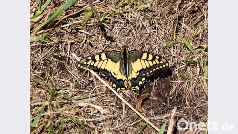 „Fliegender Edelstein“ wird der Schwalbenschwanz oft genannt. Der Schmetterling ist einer der farbenprächtigsten und größten Falter in der Oberpfalz. Archivbild: bsc