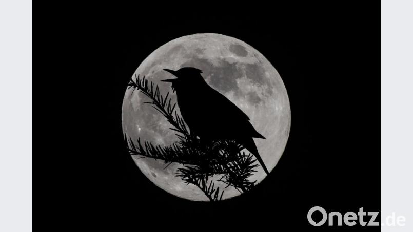 Die Amsel beim Abendlied kombinierte Norbert Vetter mit dem „Supermond“ der letzten Aprilwoche. Bild: Norbert Vetter/exb