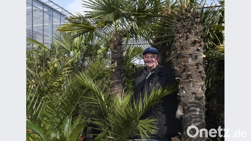 Bernhard Richter, Chef der Amberger Stadtgärtnerei, inmitten der exotischen Palmen, von denen manche schon ein Alter von etwa 80 bis 100 Jahren erreicht haben. Bild: Petra Hartl