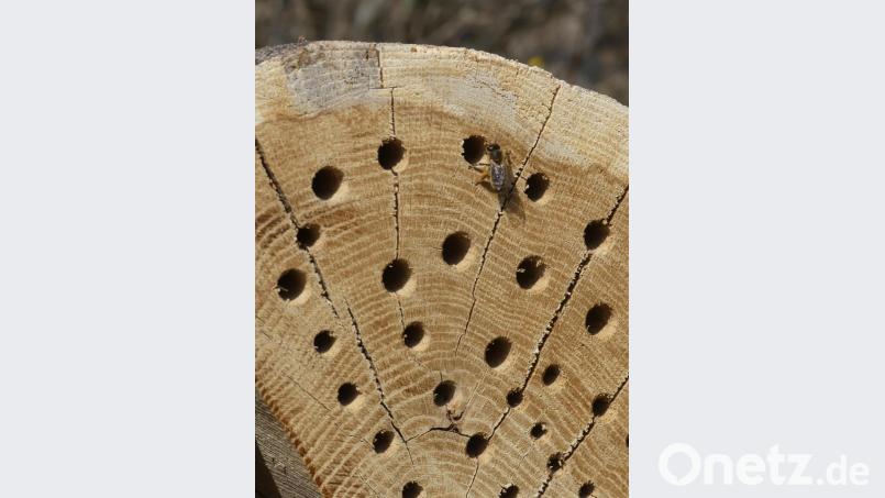 Ein erster Wohnungsinteressent steht schon an der "Haustür". Bild: rn