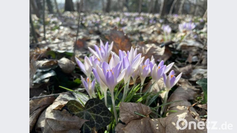 Diese Tuff-Krokusse stören sich nicht an welken Blättern, die besser noch ein wenig liegen bleiben sollten. Bild: Martina Gehret/exb