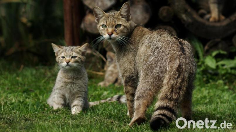 Wildkatzen suchen sich ruhige Jagdreviere, am besten mit Altbaumbestand, die sie zur Aufzucht ihrer Jungen benötigen. Bild: Maik Elbers/BUND