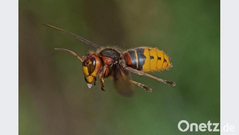 Eine Hornisse im Flug. Sie trägt mit ihren Mundwerkzeugen, den Mandibeln, ein Fruchtstückchen. Hornissen sind die größte Wespenart Deutschlands. Bild: Roland Bönisch/exb