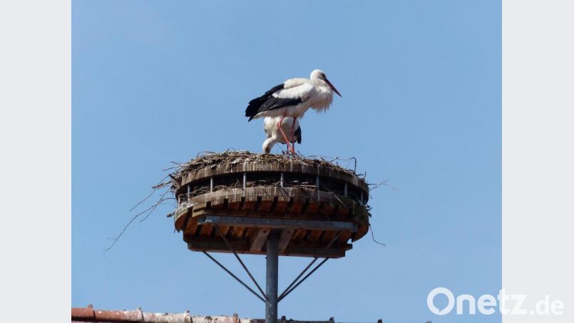 Die Arbeiten am und im Nest teilt sich das Storchenpaar in Luhe gleichberechtigt Bild: hme