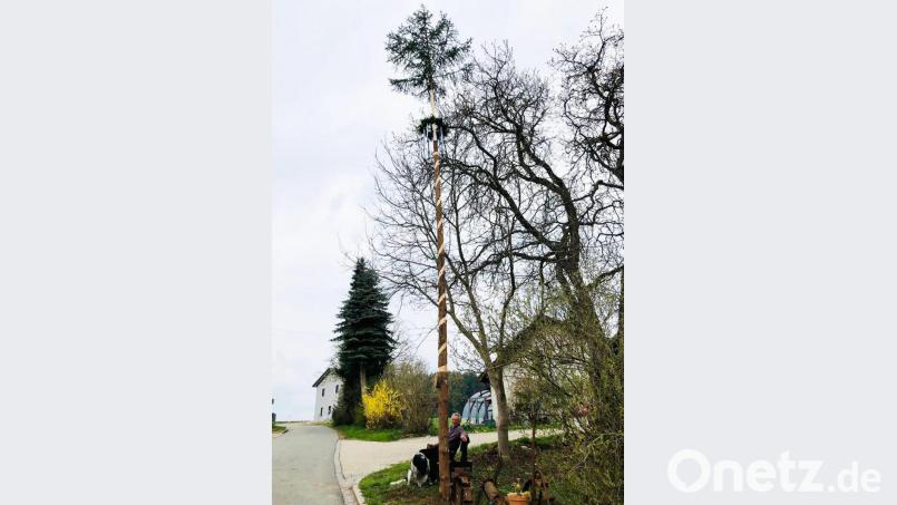 Der Schleicher Sepp, seines Zeichens Vorstand der &quot;Hascharader Feuerwehr&quot;, lässt sich die Tradition des Maibaumaufstellens nicht nehmen. Zusammen mit seiner Familie stellt er in Krücklasmühle (auf der Mühl) einen schön herausgeputzten Maibaum auf. Bild: ü