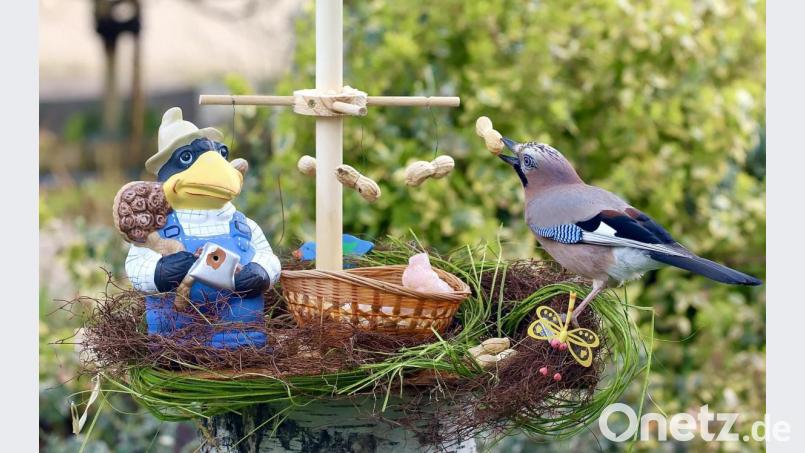 Der Eichelhäher holt sich eine Erdnuss vom Maibaum, den Hans Lenk für die Vögel in seinem Garten gebastelt hat. Bild: Hans Lenk/exb