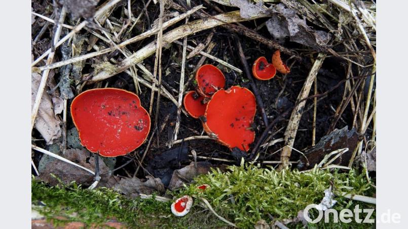 Der Österreichische Prachtbecherling wächst normalerweise nicht in unserer Gegend. Dieses Exemplar gedeiht jedoch im östlichen Landkreis. Bild: Stefan Hartwig/exb