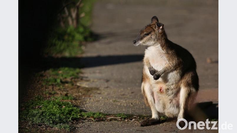 Ein Känguru mitten in Niederbayern gibt Rätsel auf. Bild: Ronny Hartmann