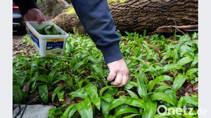 Ein Mann hat statt Bärlauch wahrscheinlich eine Herbstzeitlose gegessen und ist in München an einer Vergiftung gestorben. Bild: Julian Stratenschulte