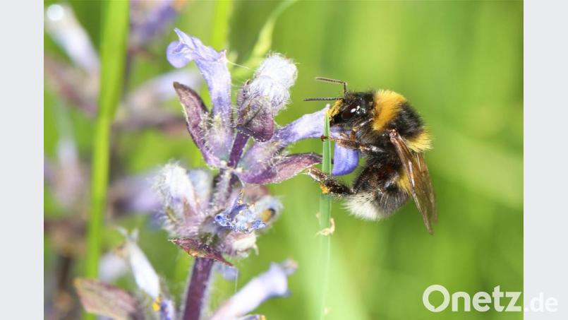 Diese Gartenhummel hat sich eine schöne Blüte ausgesucht. Der Bund Naturschutz hofft auf viele solcher Fotos, um einen überblick über die Arten zu gewinnen. Bild: Johannes Selmansberger/eb