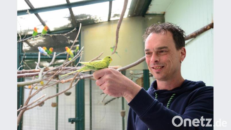 Martin Eisenreich setzt einen jungen Wellensittich im Vogelvoliere aus. Bild: Kunz