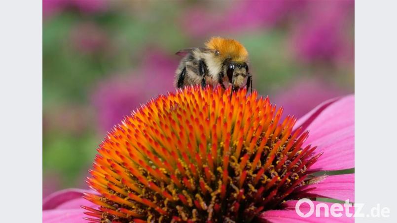 Bei diesem Exemplar handelt es sich um eine Feldhummel. Wer selbst auf Hummel-Suche geht und Zweifel hat, kann seine Fotos an Experten schicken. Bild: Makrowilli/exb
