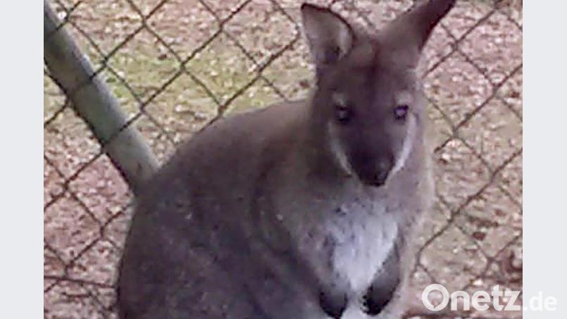 Das Foto zeigt ein ein Meter großes Wallaby. Bild: Polizei Cham