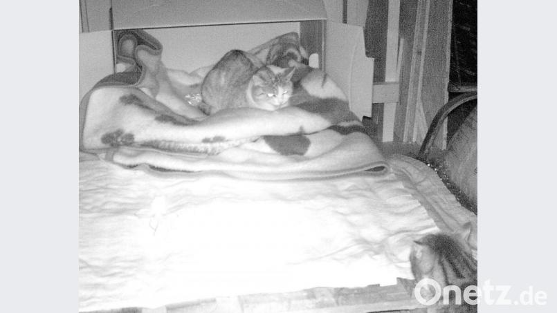 Den grau getigerten Kater mochte die Freigängerin offensichtlich überhaupt nicht in ihrer Nähe haben. Er bekam ein beherztes Fauchen von ihr. Bild: jak