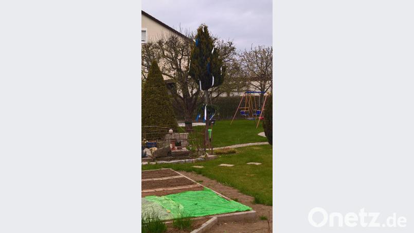 Der Maibaum bei Familie Dimper ist in den bayerischen Staatsfarben gehalten. Bild: rpp