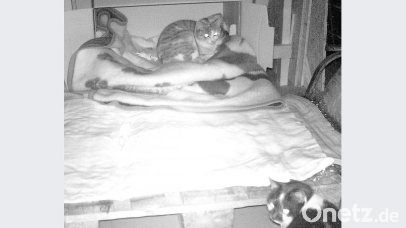 Von wegen Nachtruhe: Gleich von drei weiteren Katzen bekam die Freigängerin in ihrem Unterschlupf Besuch. Bild: jak