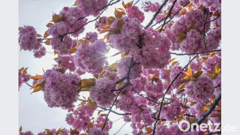 Am Muttertag dürfen sich die Mamis in der Oberpfalz über Blumen und Sonne freuen, weiß Wetterexperte Andy Neumaier. Bild: Jörg Carstensen
