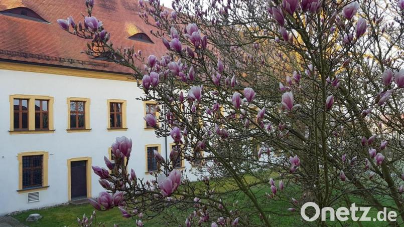 Eine wunderschön blühende Magnolie im Garten des Amtsgerichts. Bild: kro
