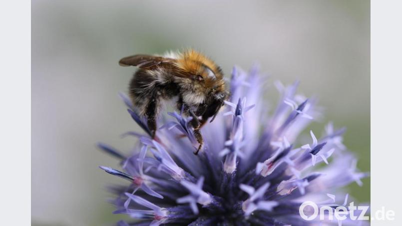 Der Körper der Ackerhummel ist mit einem gelblich bis rotbraunen Pelz bedeckt. Bild: Katharina Heuberger/exb