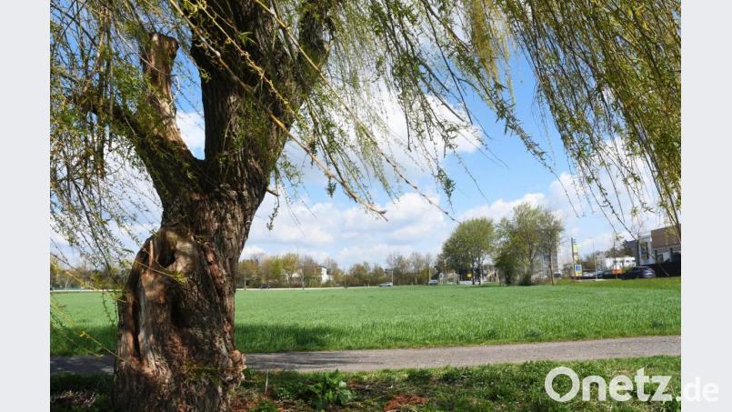 In den Naabwiesen, entlang des Krebsbaches (gegenüber Schützenhaus und Edeka) soll ein kleines feines Wohngebiet entstehen. Sorgen bereitet allenfalls, dass Teile des großzügig geschnittenen Areals ins Hochwassergebiet reichen. Ein Investor verhandelt bereits seit Jahren mit der Stadt. Nun scheint er Erfolg zu haben. Die ursprünglich geplanten rund 250 Wohnungen dürften aber nicht möglich sein. Bild: Gabi Schönberger